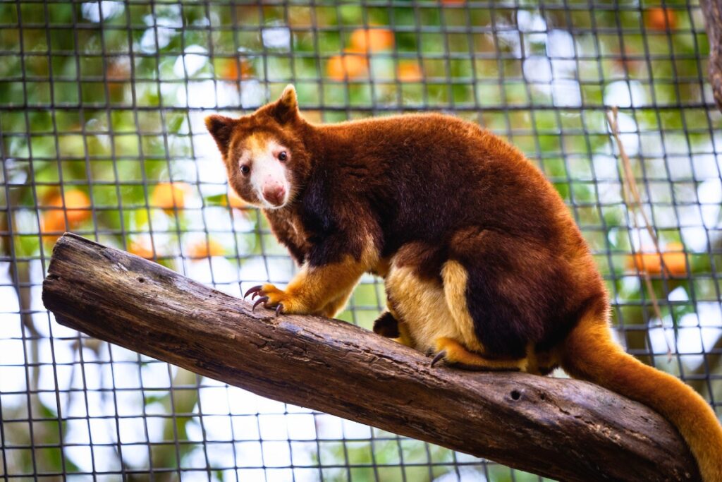 The Santa Fe College Teaching Zoo in Gainesville will host World Tree Kangaroo Day on Saturday. Courtesy of SF College